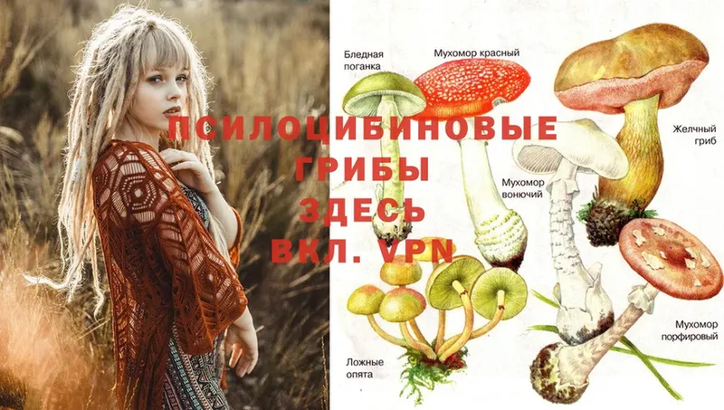 продажа наркотиков  Избербаш  ссылка на мегу онион  Псилоцибиновые грибы Psilocybine cubensis 